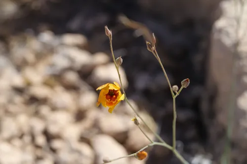 Chihuahuan Flax