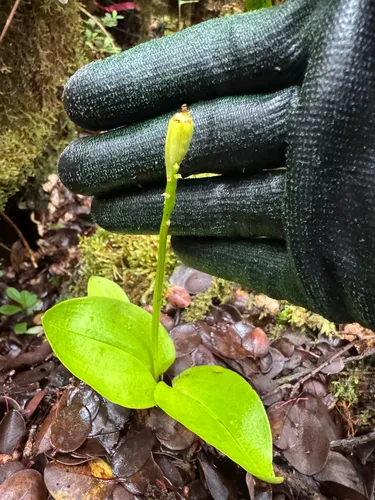 Hawai'i Widelip Orchid