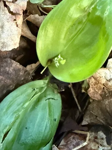 Brown Widelip Orchid