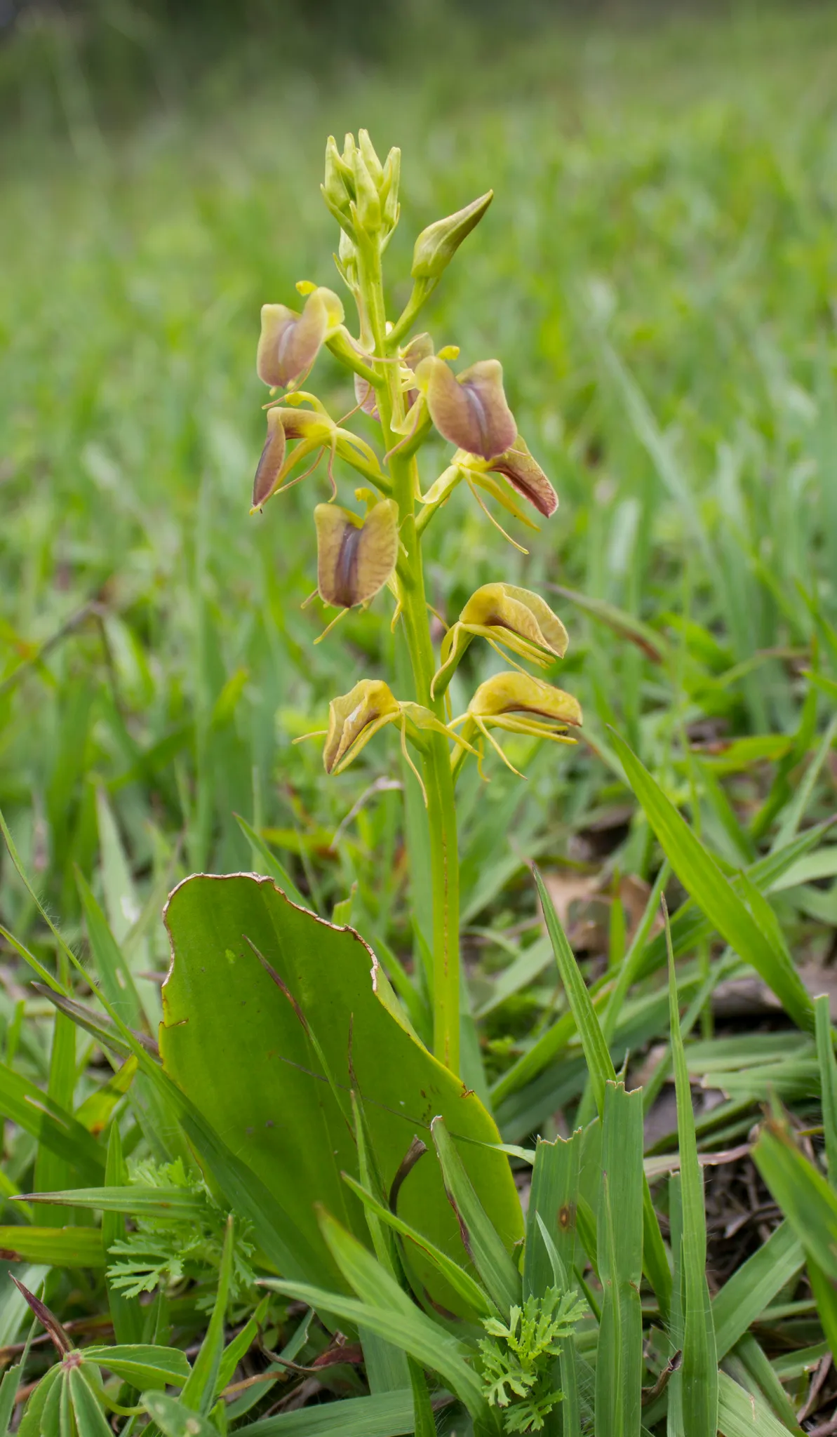 Tropical Widelip Orchid