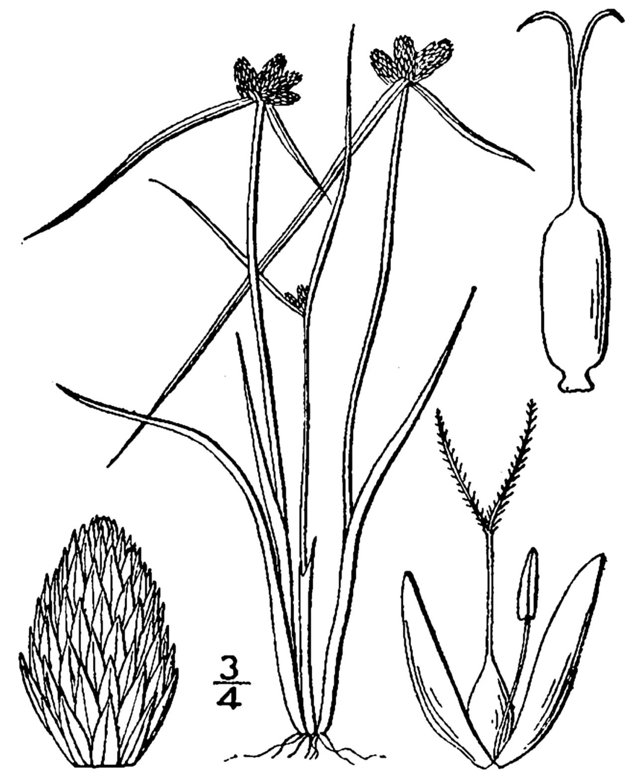 American Halfchaff Sedge — photo by Britton, N.L., and A. Brown. 1913.