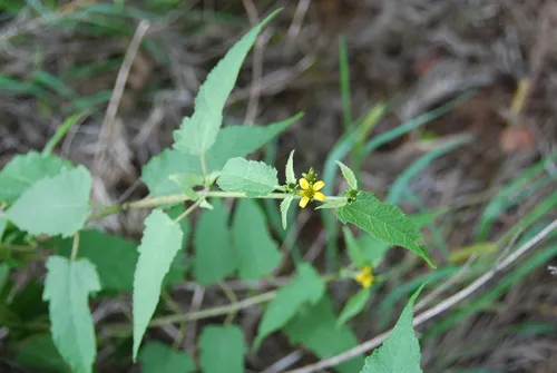 Olokele Canyon Nehe — photo by Kenneth R. Wood (NTBG)