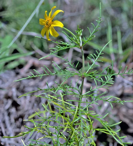 Waianae Range Nehe — photo by Gerry Carr