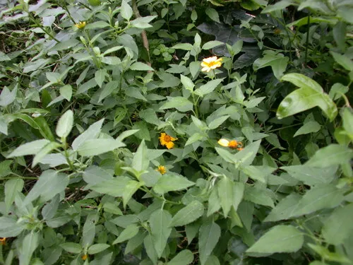 Streambed Nehe — photo by Kenneth R. Wood (NTBG)