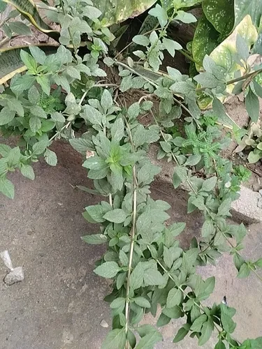Bushy Lippia