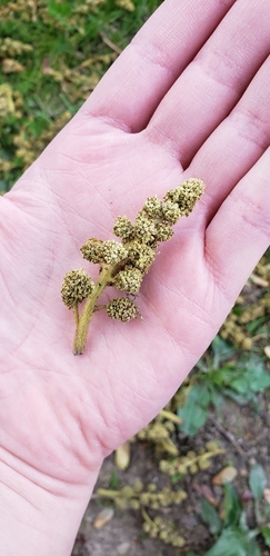 Sweetgum — photo by fkp