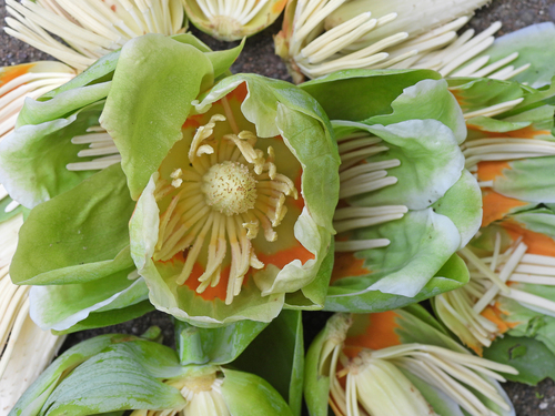 Tuliptree — photo by M. Whitson