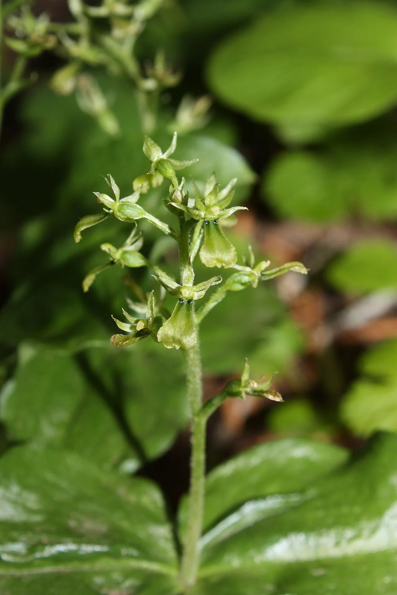 Northwestern Twayblade