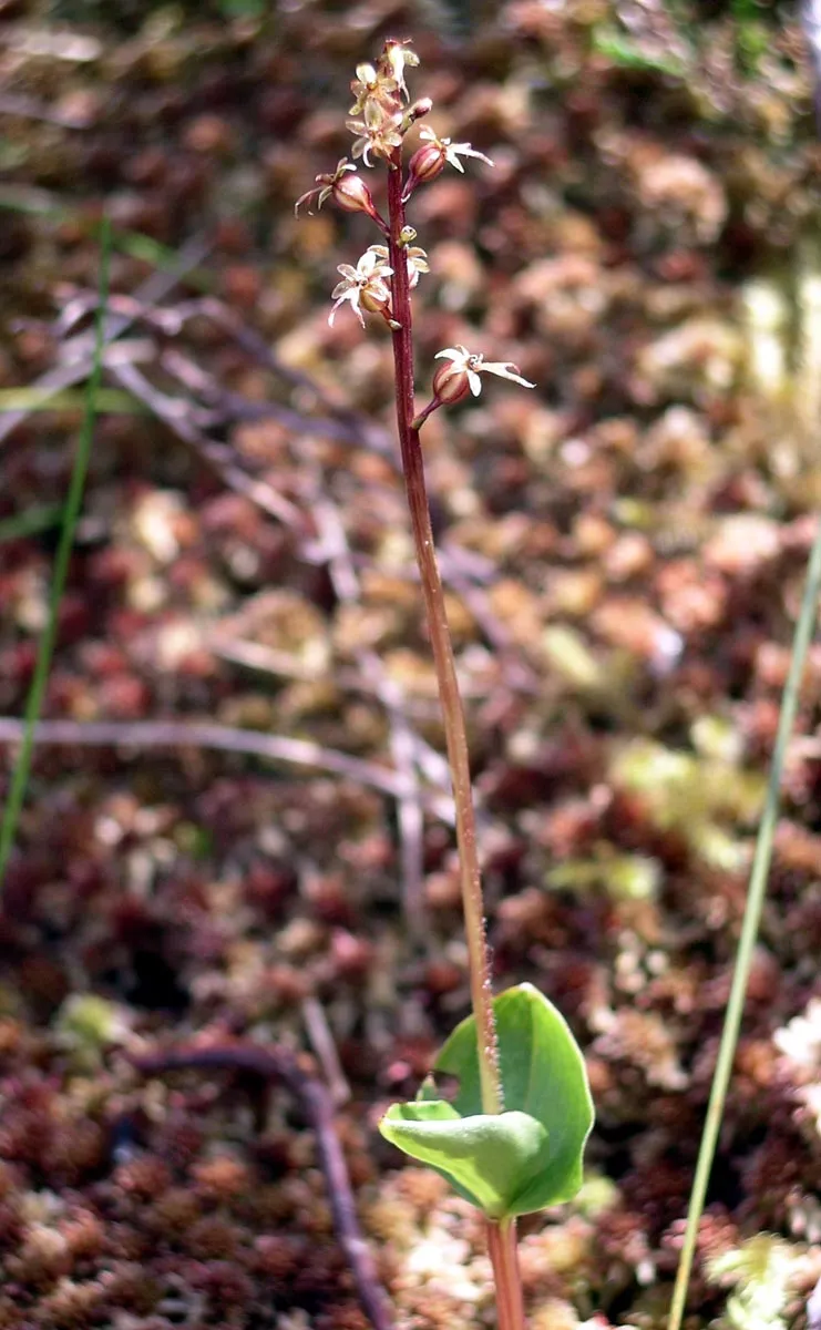 Heartleaf Twayblade