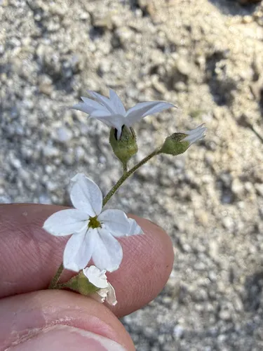 San Francisco Woodland-star