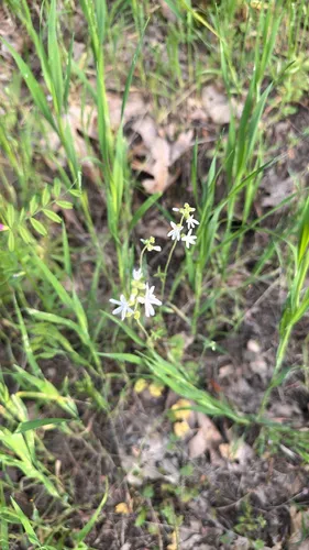 Bolander's Woodland-star