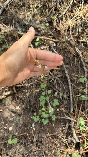 Siskiyou Mountain Woodland-star