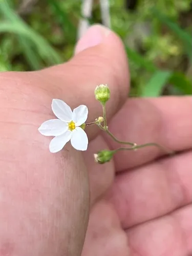 Mission Woodland-star