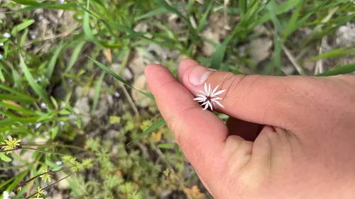 Bulbous Woodland-star