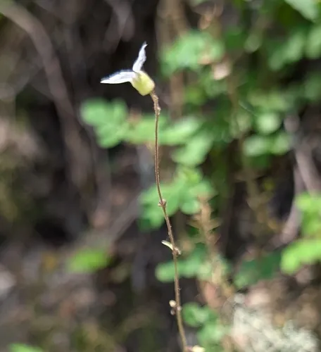 Hillside Woodland-star