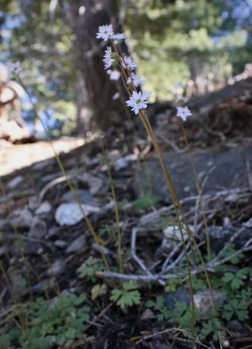 Slender Woodland-star — photo by Morgan Stickrod