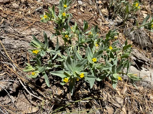 California Stoneseed