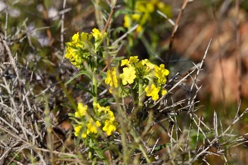 Chinati Stoneseed
