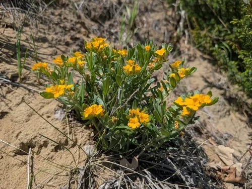 Hoary Puccoon