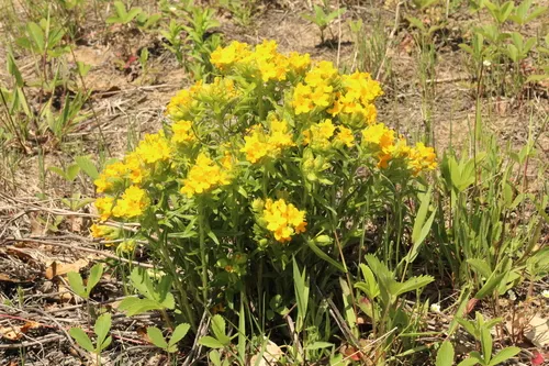 Carolina Puccoon