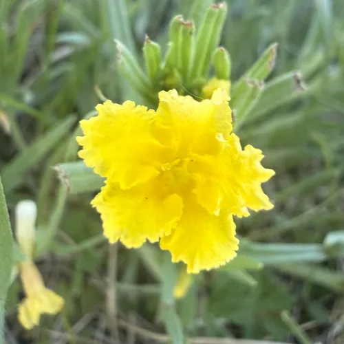 Narrowleaf Stoneseed — photo by val