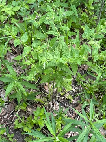 American Stoneseed