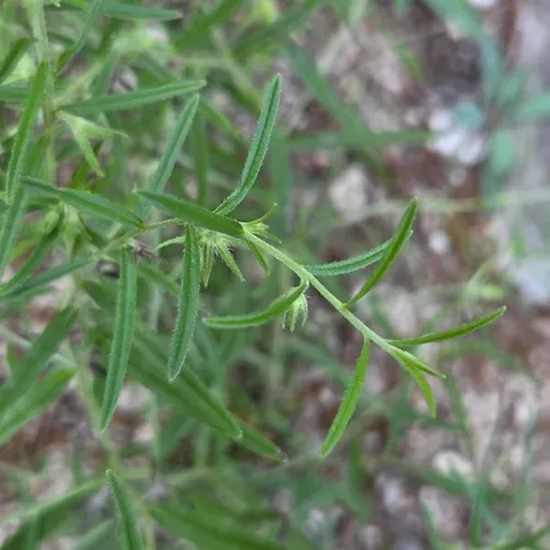San Antonio Stoneseed — photo by David Willis