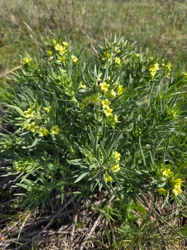 Western Stoneseed — photo by Cyndi