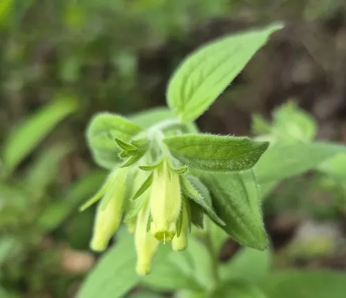 Green Stoneseed