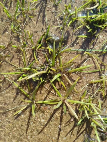 American Shoreweed — photo by Benjamin Monod-Broca