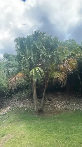 Fountain Palm