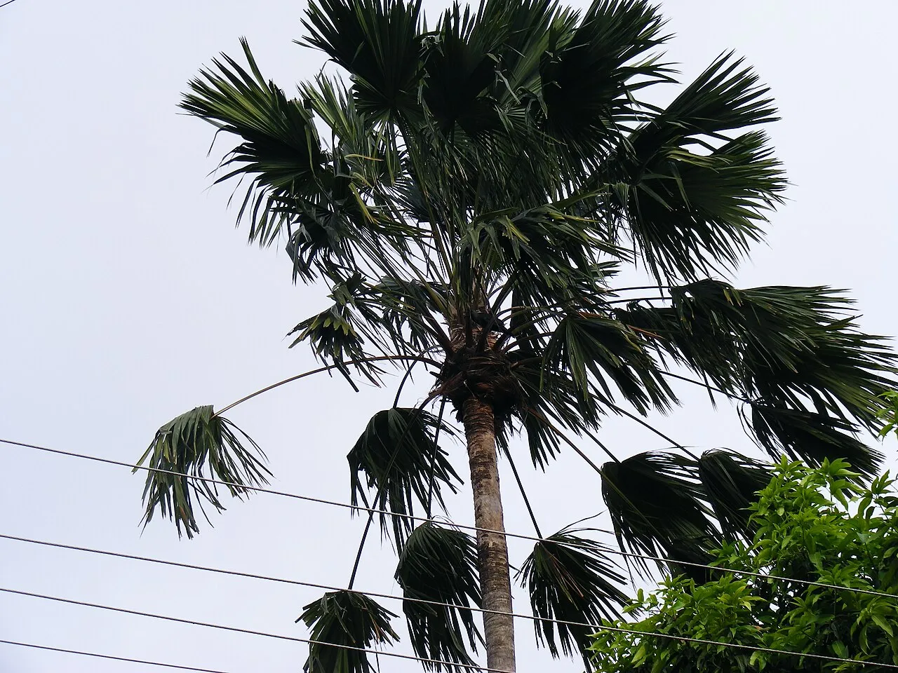 Round-leaf Fountain Palm — photo by Kumar83