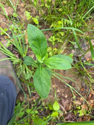 Southern Lobelia — photo by fernbanktreegirl