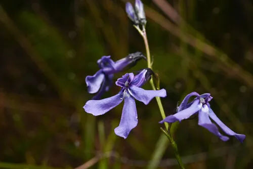 Apache Lobelia