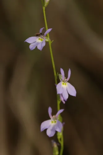 Berlandier's Lobelia