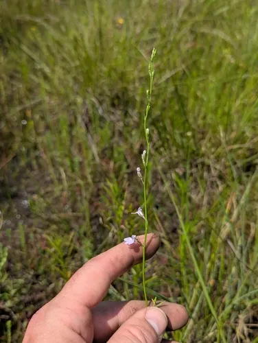 Canby's Lobelia