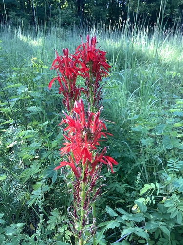 Cardinal Flower — photo by k2018lena