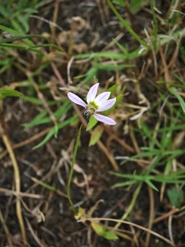 Chinese Lobelia — photo by waterdeer