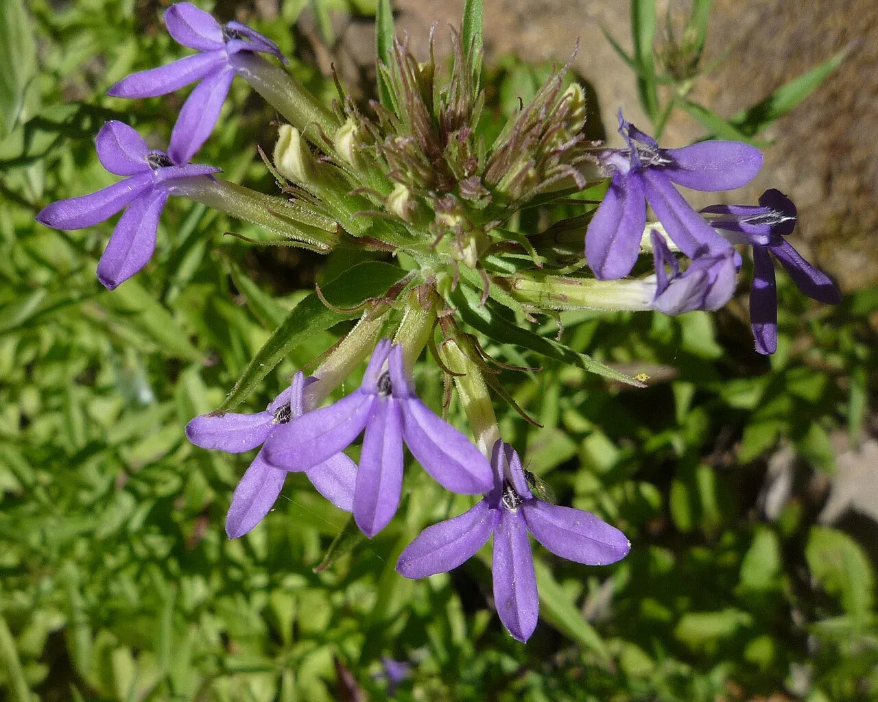Dunn's Lobelia — photo by George Williams