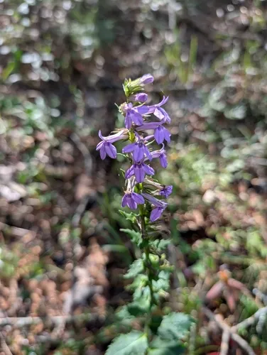 Longleaf Lobelia — photo by Kate