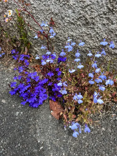 Edging Lobelia — photo by Ennis Blake