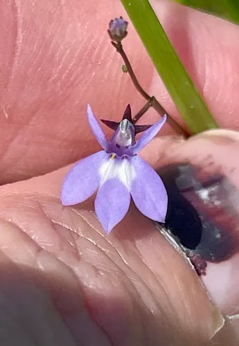 Bay Lobelia