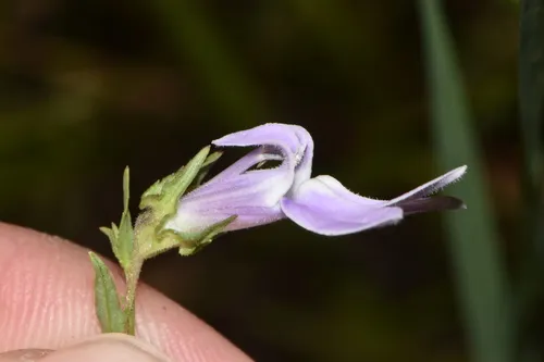 Foldear Lobelia — photo by Jake Smith
