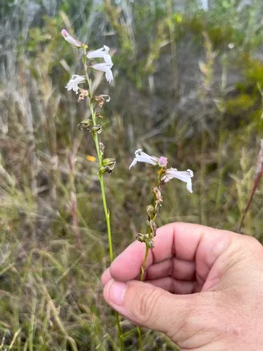 Florida Lobelia — photo by Howard Horne
