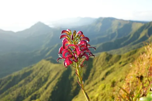 Koolau Range Lobelia — photo by cnewfield