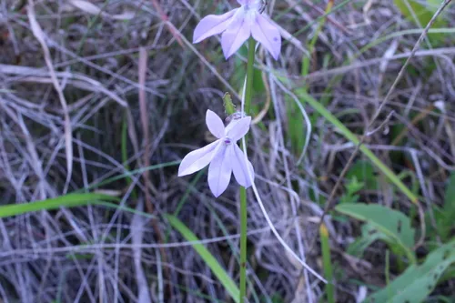 Glade Lobelia — photo by Adrian Alvarez