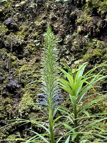 Haleakala Lobelia — photo by zacpfeifer