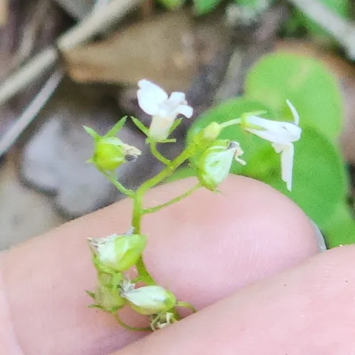 Pineland Lobelia — photo by dakoda