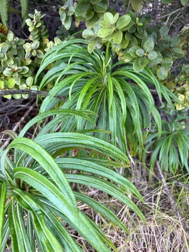 Kuhi'aikamo'owahie — photo by Kai Garcia-Tobar