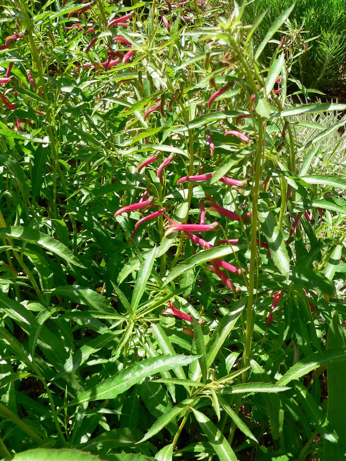 Sierra Madre Lobelia — photo by Stan Shebs